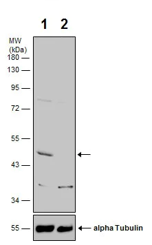 Western blot - Anti-CNPase antibody (AB227218)
