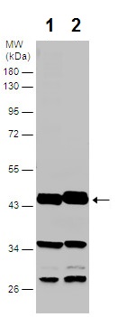 Western blot - Anti-CNPase antibody (AB227218), expandable thumbnail