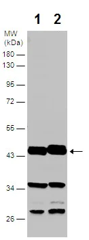 Western blot - Anti-CNPase antibody (AB227218)