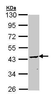 Western blot - Anti-CNPase antibody (AB227218), expandable thumbnail