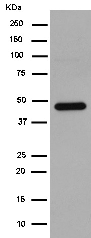 Western blot - Anti-CNPase antibody [EPR13005] (AB183500)