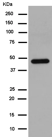 Western blot - Anti-CNPase antibody [EPR13005] - BSA and Azide free (AB250658)
