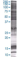 SDS-PAGE - CNPase overexpression 293T lysate (whole cell) (AB94074)