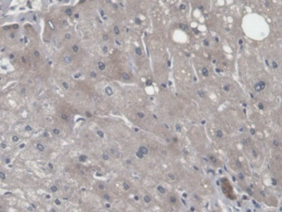 Immunohistochemistry (Formalin/PFA-fixed paraffin-embedded sections) - Anti-CNPY2/MSAP antibody (AB233136)