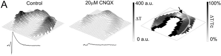 Cellular Activation - CNQX, AMPA / kainate antagonist (AB120017)