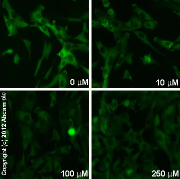 Immunocytochemistry/ Immunofluorescence - CNQX, AMPA / kainate antagonist (AB120017)