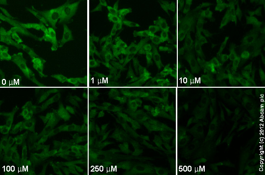 Functional Studies - CNQX disodium salt, AMPA / kainate antagonist (AB120044), expandable thumbnail