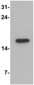 Western blot - Anti-CNRIP1 antibody (AB167087)