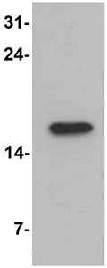 Western blot - Anti-CNRIP1 antibody (AB167087)