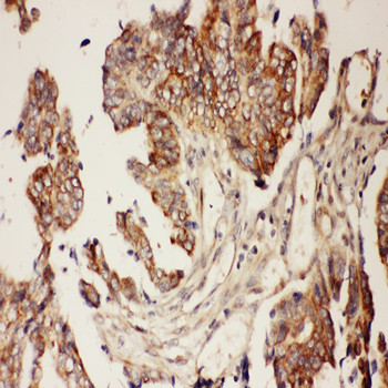 Immunohistochemistry (Formalin/PFA-fixed paraffin-embedded sections) - Anti-CNTF antibody (AB190985), expandable thumbnail