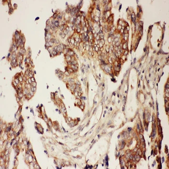 Immunohistochemistry (Formalin/PFA-fixed paraffin-embedded sections) - Anti-CNTF antibody (AB190985)