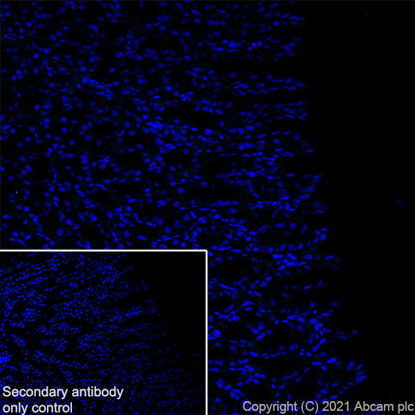 Immunohistochemistry (Frozen sections) - Anti-CNTF antibody [EPR24553-104] (ab270992), expandable thumbnail