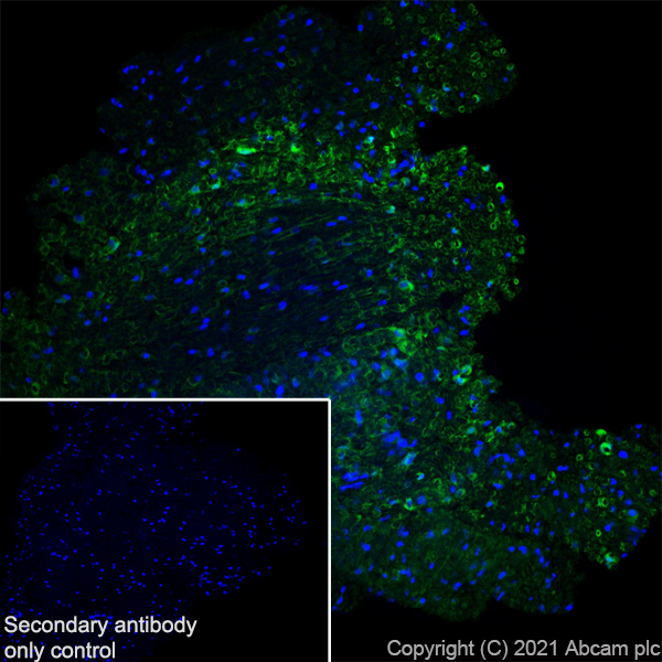 Immunohistochemistry (Frozen sections) - Anti-CNTF antibody [EPR24553-104] (ab270992), expandable thumbnail