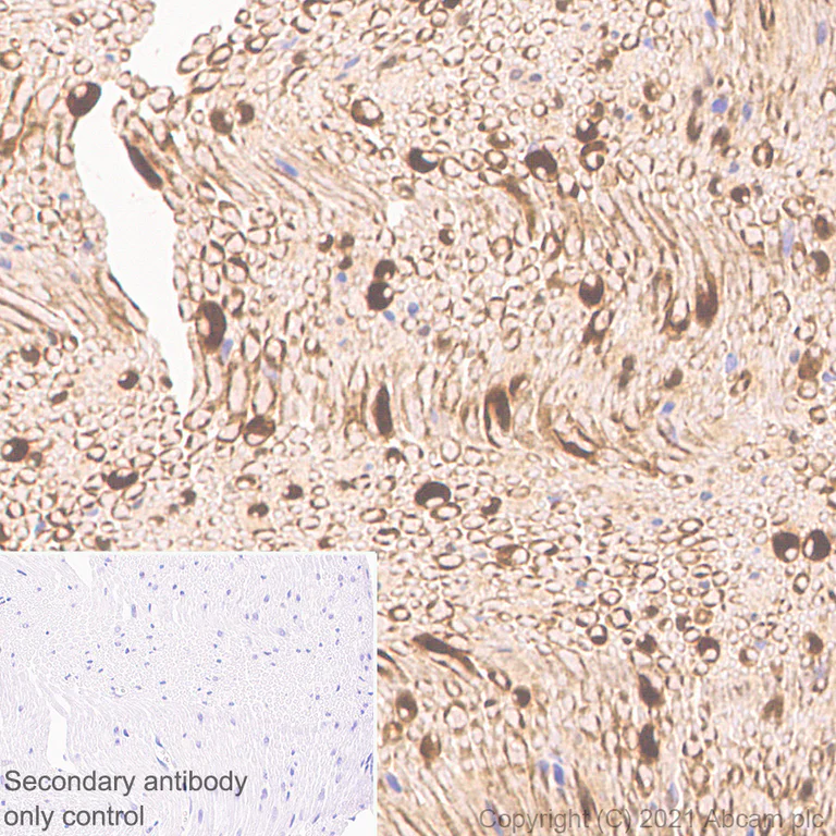 Immunohistochemistry (Formalin/PFA-fixed paraffin-embedded sections) - Anti-CNTF antibody [EPR24553-104] - BSA and Azide free (AB282123)