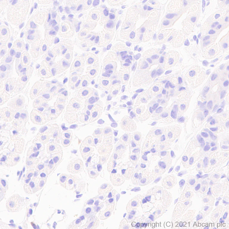 Immunohistochemistry (Formalin/PFA-fixed paraffin-embedded sections) - Anti-CNTF antibody [EPR24553-104] - BSA and Azide free (AB282123)