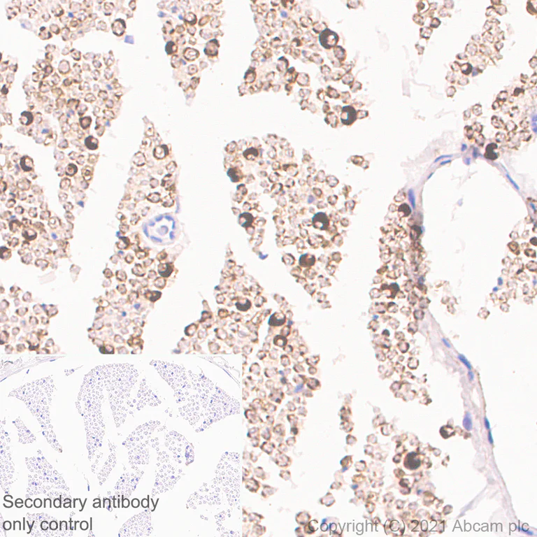 Immunohistochemistry (Formalin/PFA-fixed paraffin-embedded sections) - Anti-CNTF antibody [EPR24553-104] - BSA and Azide free (AB282123)