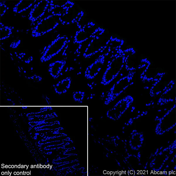 Immunohistochemistry (Frozen sections) - Anti-CNTF antibody [EPR24553-104] - BSA and Azide free (AB282123)