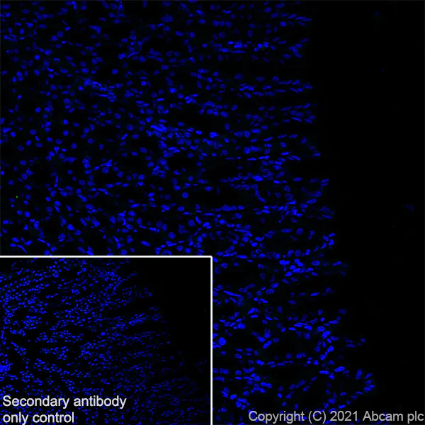 Immunohistochemistry (Frozen sections) - Anti-CNTF antibody [EPR24553-104] - BSA and Azide free (AB282123)