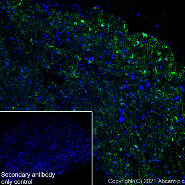 Immunohistochemistry (Frozen sections) - Anti-CNTF antibody [EPR24553-104] - BSA and Azide free (AB282123)