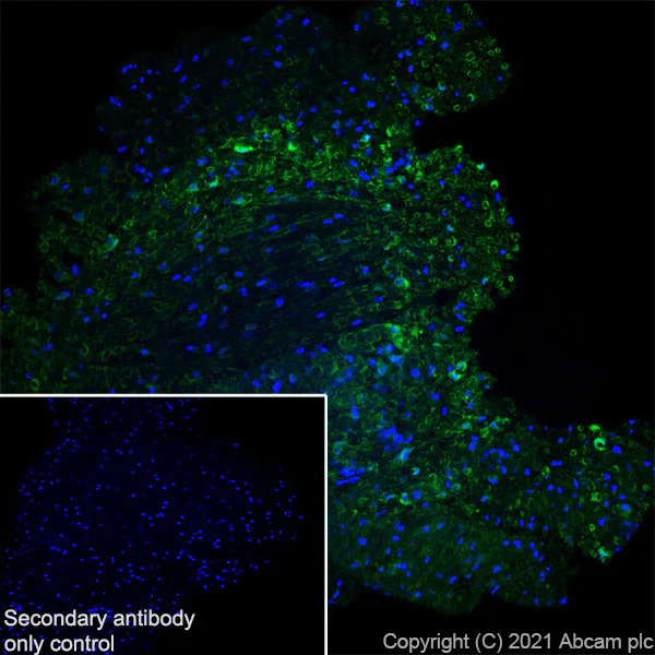 Immunohistochemistry (Frozen sections) - Anti-CNTF antibody [EPR24553-104] - BSA and Azide free (AB282123)