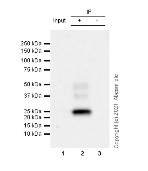 Immunoprecipitation - Anti-CNTF antibody [EPR24553-104] - BSA and Azide free (AB282123)