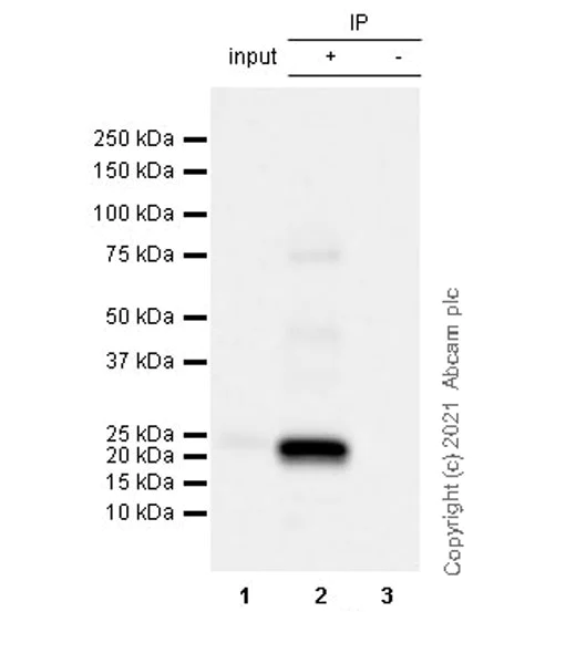 Immunoprecipitation - Anti-CNTF antibody [EPR24553-104] - BSA and Azide free (AB282123)