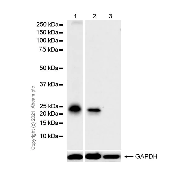 Western blot - Anti-CNTF antibody [EPR24553-104] - BSA and Azide free (AB282123)
