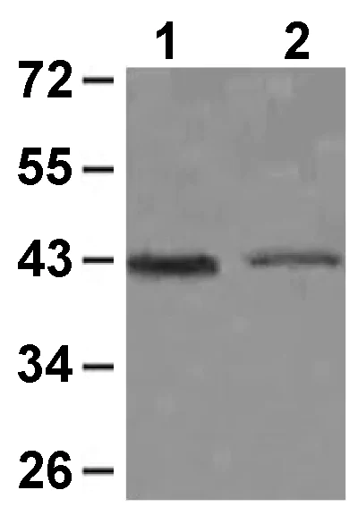 Western blot - Anti-CNTFR antibody (AB127425)