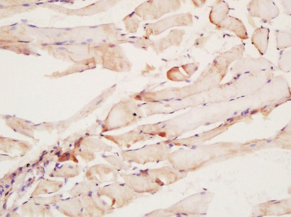 Immunohistochemistry (Formalin/PFA-fixed paraffin-embedded sections) - Anti-CNTFR antibody (AB203024)