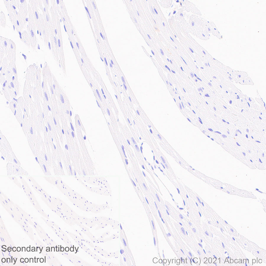 Immunohistochemistry (Formalin/PFA-fixed paraffin-embedded sections) - Anti-CNTFR antibody [EPR24672-166] (AB283682), expandable thumbnail