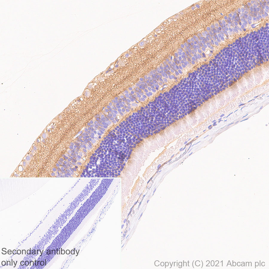 Immunohistochemistry (Formalin/PFA-fixed paraffin-embedded sections) - Anti-CNTFR antibody [EPR24672-166] (ab283682), expandable thumbnail