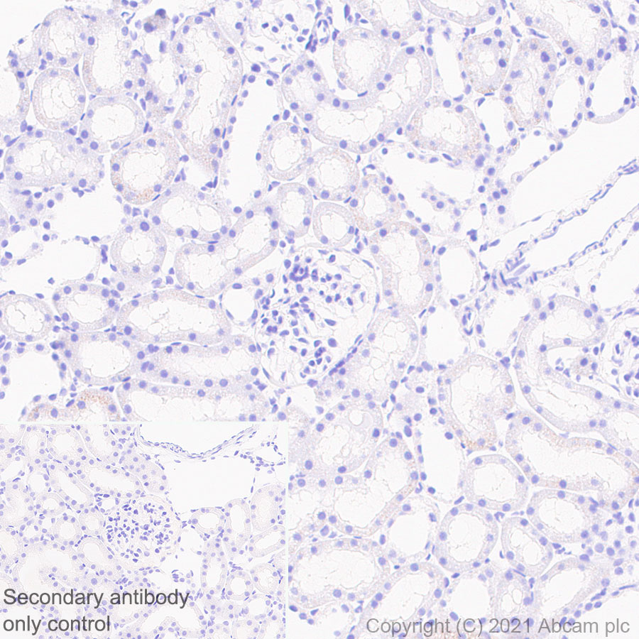 Immunohistochemistry (Formalin/PFA-fixed paraffin-embedded sections) - Anti-CNTFR antibody [EPR24672-166] (ab283682), expandable thumbnail