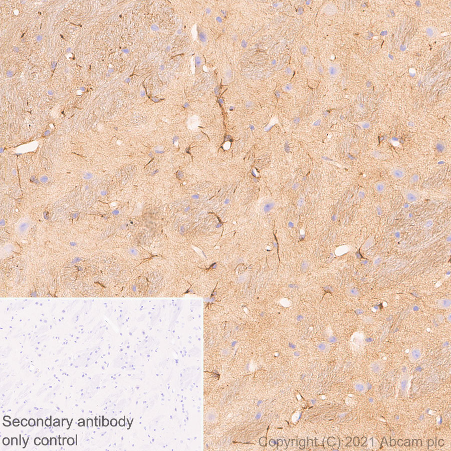 Immunohistochemistry (Formalin/PFA-fixed paraffin-embedded sections) - Anti-CNTFR antibody [EPR24672-166] (ab283682), expandable thumbnail