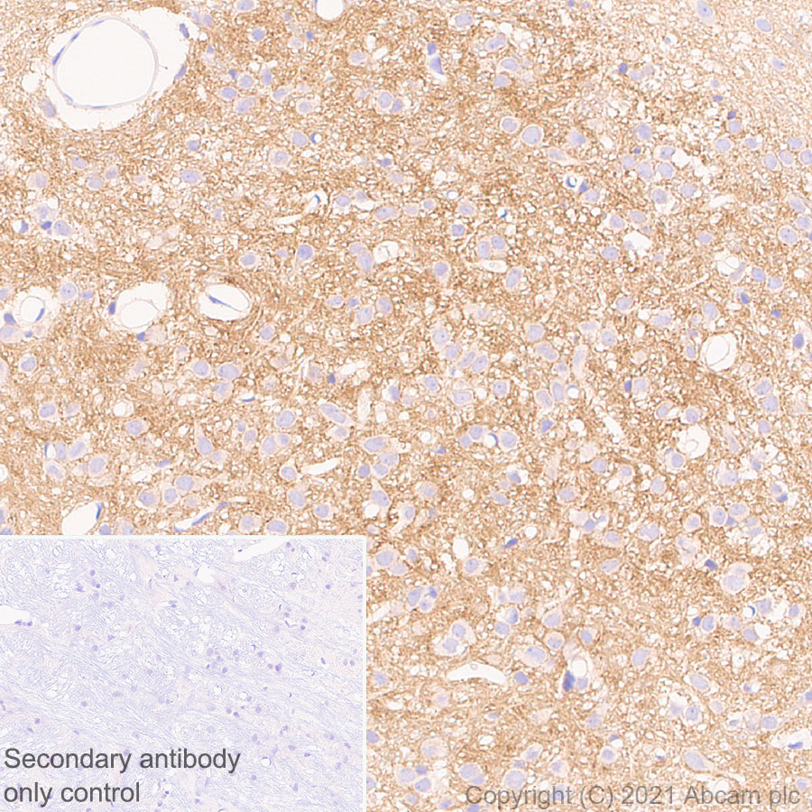 Immunohistochemistry (Formalin/PFA-fixed paraffin-embedded sections) - Anti-CNTFR antibody [EPR24672-166] (ab283682), expandable thumbnail