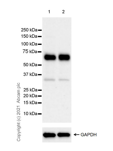Western blot - Anti-CNTFR antibody [EPR24672-166] (AB283682), expandable thumbnail
