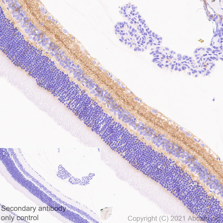 Immunohistochemistry (Formalin/PFA-fixed paraffin-embedded sections) - Anti-CNTFR antibody [EPR24672-166] - BSA and Azide free (AB283710)