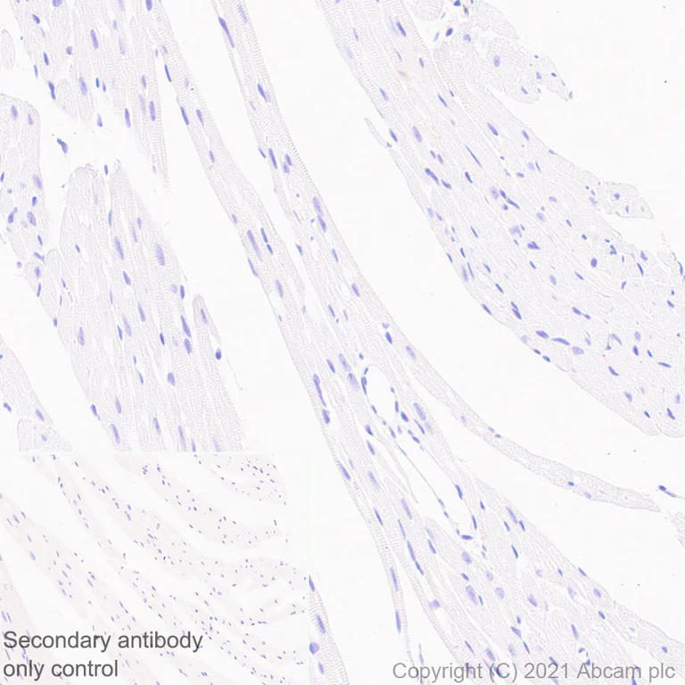 Immunohistochemistry (Formalin/PFA-fixed paraffin-embedded sections) - Anti-CNTFR antibody [EPR24672-166] - BSA and Azide free (AB283710)