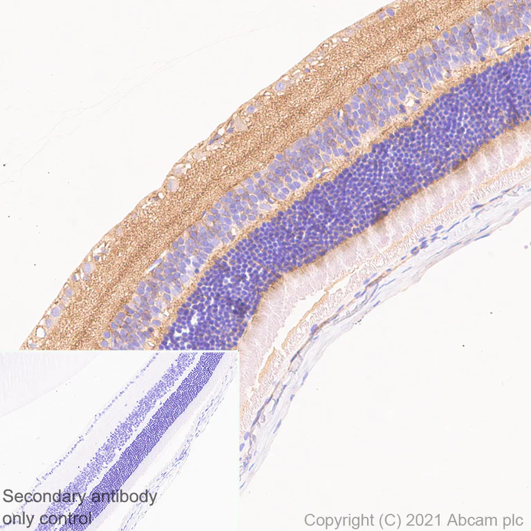 Immunohistochemistry (Formalin/PFA-fixed paraffin-embedded sections) - Anti-CNTFR antibody [EPR24672-166] - BSA and Azide free (AB283710)