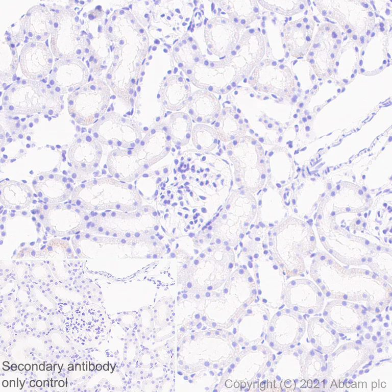 Immunohistochemistry (Formalin/PFA-fixed paraffin-embedded sections) - Anti-CNTFR antibody [EPR24672-166] - BSA and Azide free (AB283710)