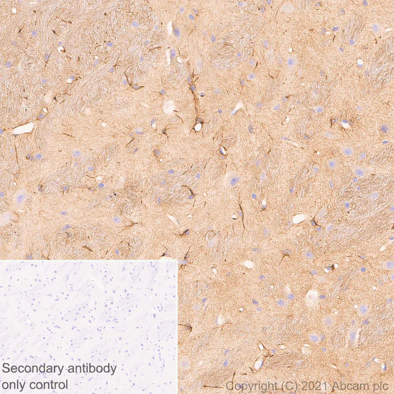 Immunohistochemistry (Formalin/PFA-fixed paraffin-embedded sections) - Anti-CNTFR antibody [EPR24672-166] - BSA and Azide free (AB283710)