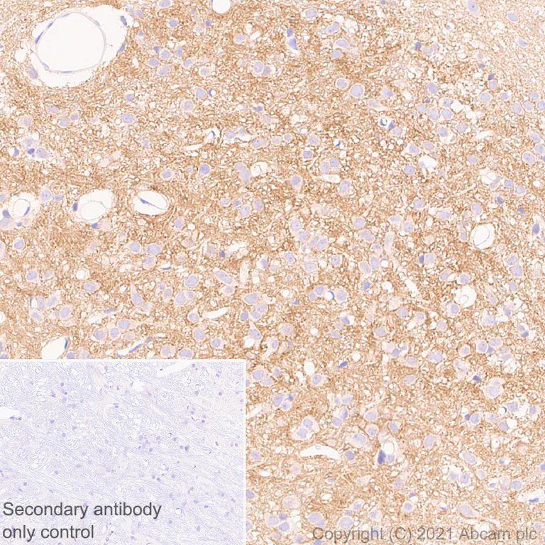 Immunohistochemistry (Formalin/PFA-fixed paraffin-embedded sections) - Anti-CNTFR antibody [EPR24672-166] - BSA and Azide free (AB283710)