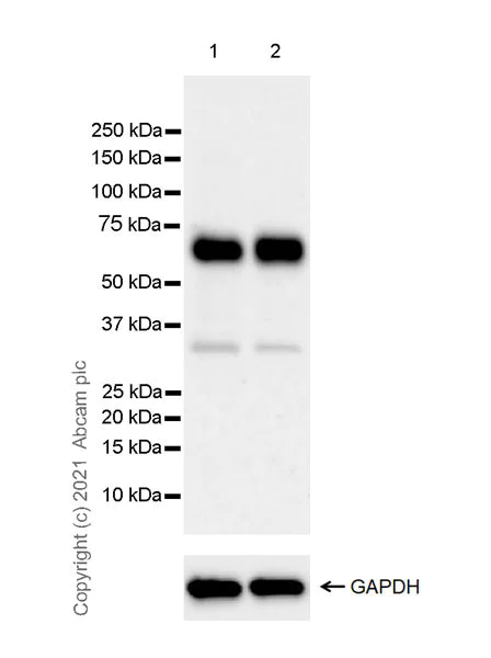 Western blot - Anti-CNTFR antibody [EPR24672-166] - BSA and Azide free (AB283710)