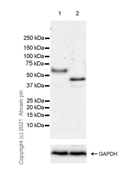 Western blot - Anti-CNTFR antibody [EPR24672-166] - BSA and Azide free (AB283710)
