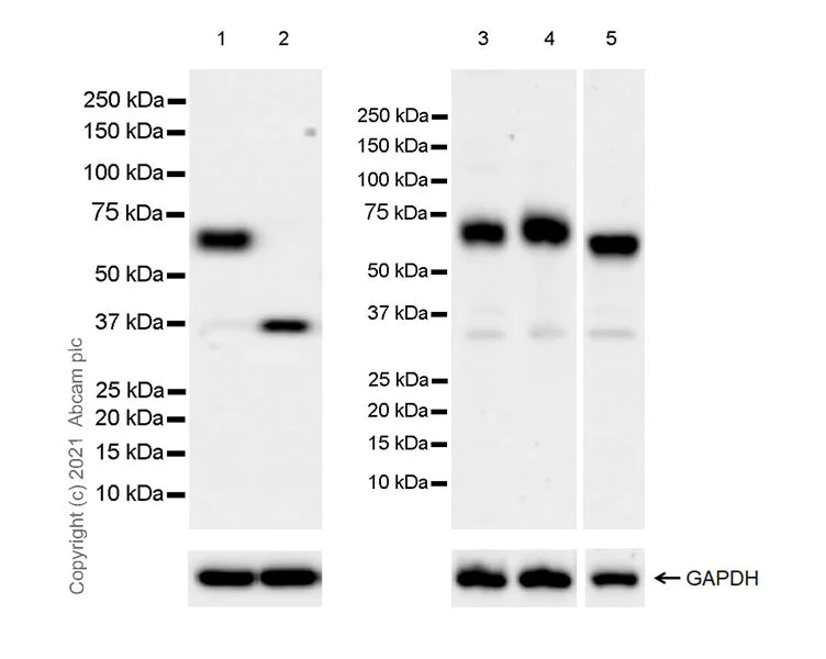 Western blot - Anti-CNTFR antibody [EPR24672-166] - BSA and Azide free (AB283710)