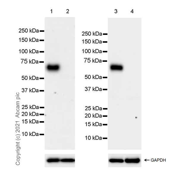 Western blot - Anti-CNTFR antibody [EPR24672-166] - BSA and Azide free (AB283710)