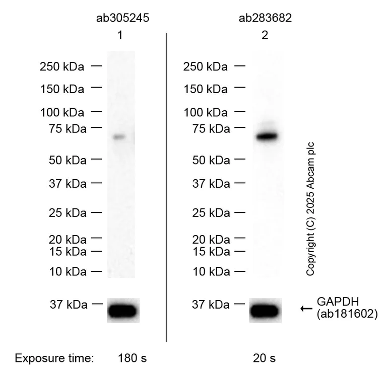 Western blot - Anti-CNTFR antibody [EPR24672-166] - BSA and Azide free (AB283710)