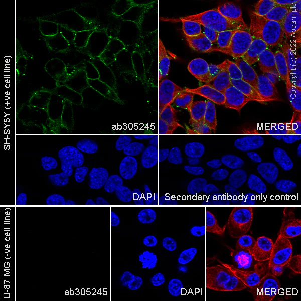 Immunocytochemistry/ Immunofluorescence - Anti-CNTFR antibody [EPR24672-25] (AB305245)