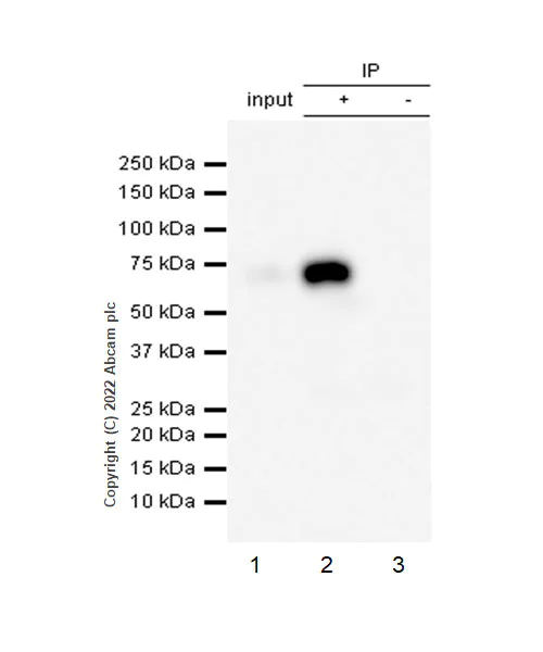 Immunoprecipitation - Anti-CNTFR antibody [EPR24672-25] (AB305245)