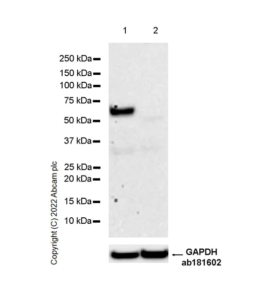 Western blot - Anti-CNTFR antibody [EPR24672-25] (AB305245)