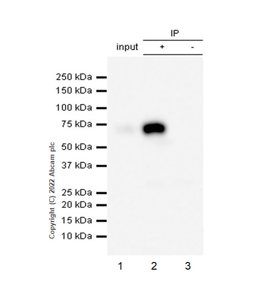 Immunoprecipitation - Anti-CNTFR antibody [EPR24672-25] - BSA and Azide free (AB305246), expandable thumbnail